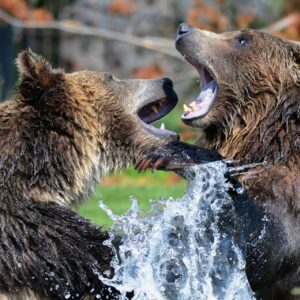 wild bears