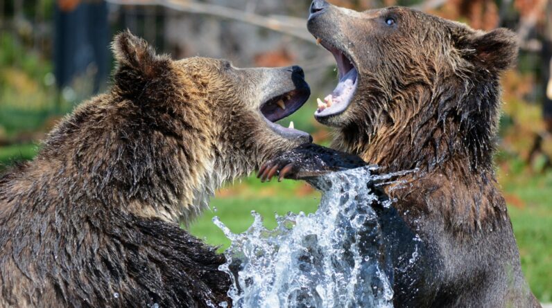 wild bears