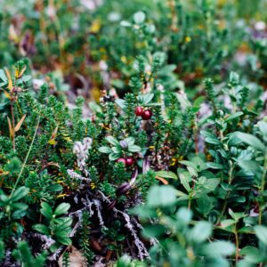 wild plants