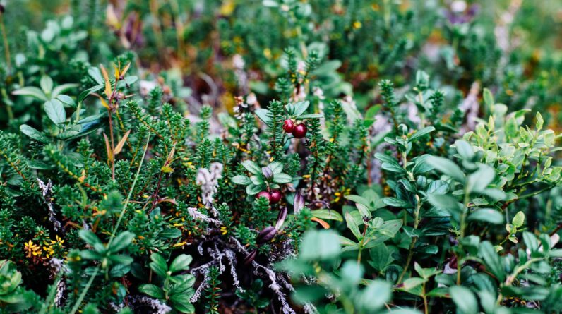 wild plants